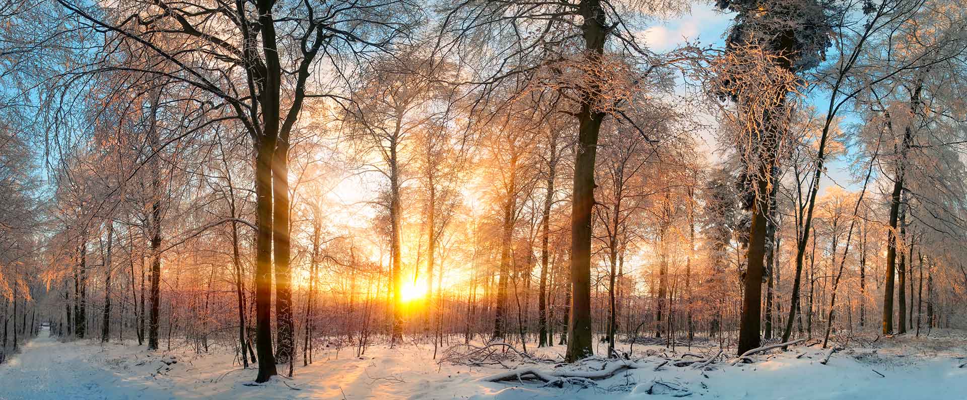 photo à la golden hour dans une zone boisée en hiver